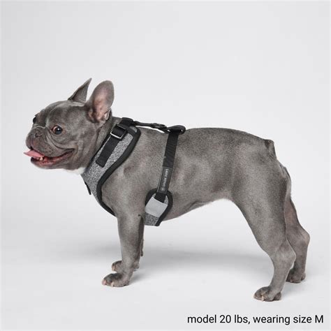 designer harness for french bulldog.